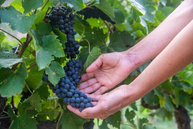 Cafayate Wine Trail Excursion: Explore Salta's Vineyards - The Experience: A Detailed Look at the Cafayate Wine Trail Tour