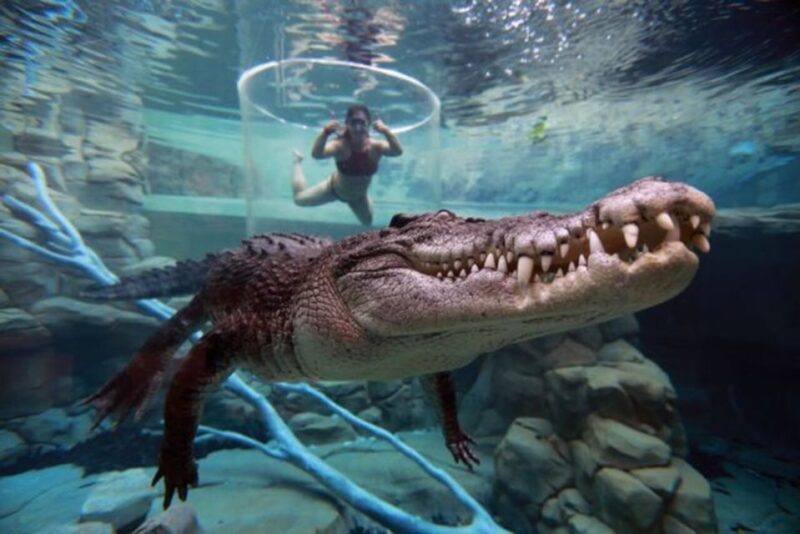 "Cage Of Death" Crocodile Swim and Entry to Crocosaurus Cove - Key Points
