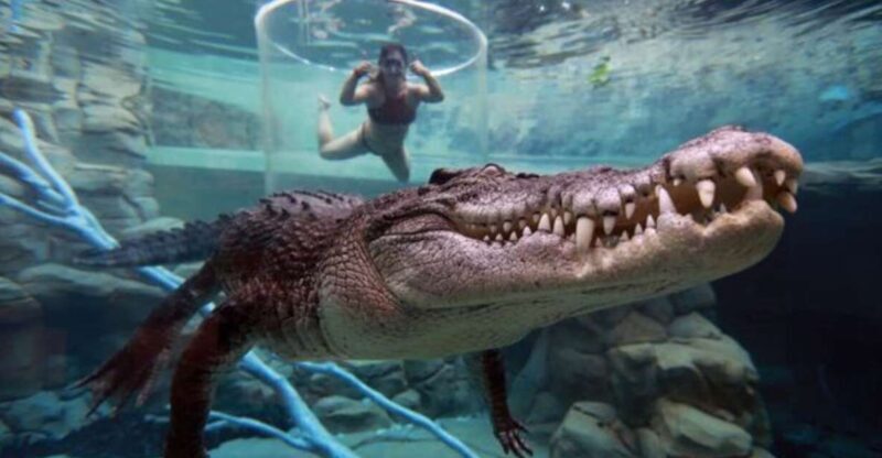"Cage Of Death" Crocodile Swim and Entry to Crocosaurus Cove - Exploring the Experience: What to Expect