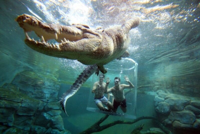 "Cage Of Death" Crocodile Swim and Entry to Crocosaurus Cove - Who Should Consider This Tour?