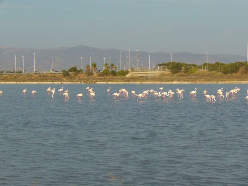 Cagliari: Bike Tour in the Flamingo Oasis - What Makes This Tour Stand Out?