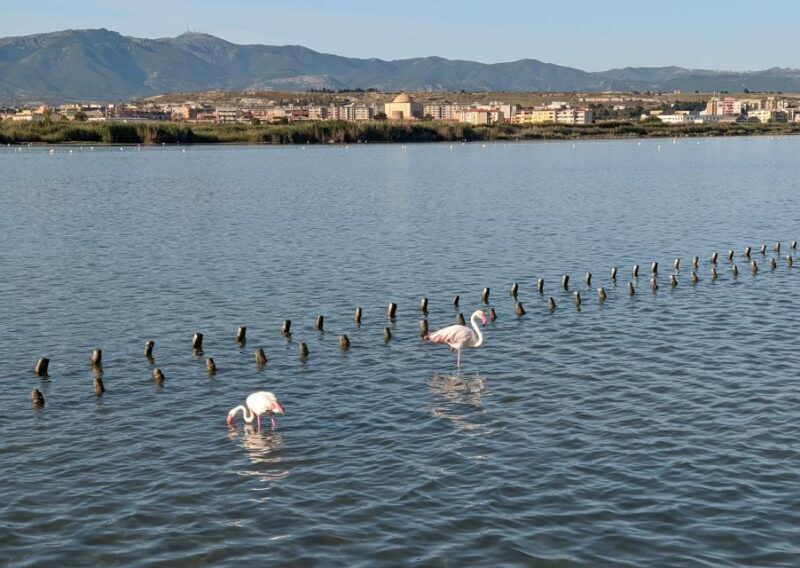 Cagliari E-Bike Tour: Canals & Flamingos at Molentargius - Practical Tips to Make the Most of Your Tour