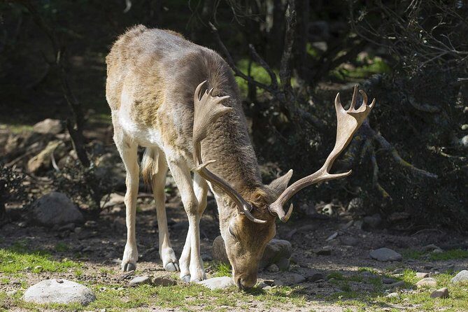 Cagliari: Is Cannoneris Nature Reserve Jeep and Walking Private Tour from Chia - Final Thoughts