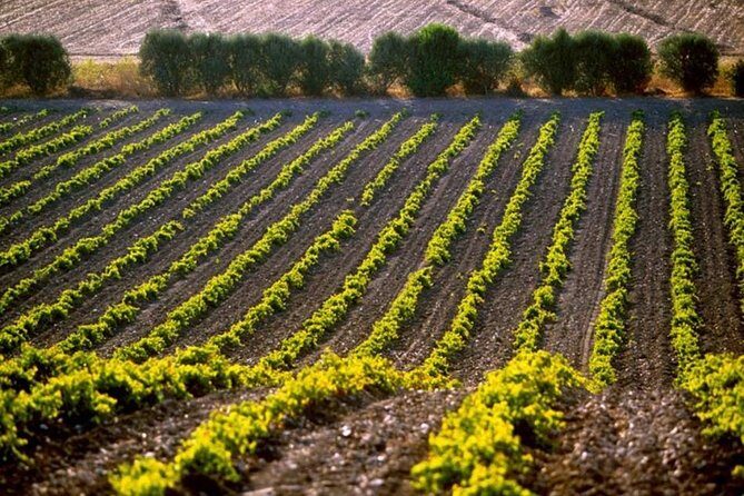 Cagliari: Wine and Cheese Tasting Private Experience - Final Thoughts