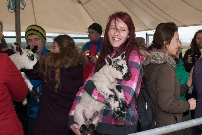 Caherconnell Fort & Sheepdog Demonstrations - The Sum Up: Who Should Book This Tour?