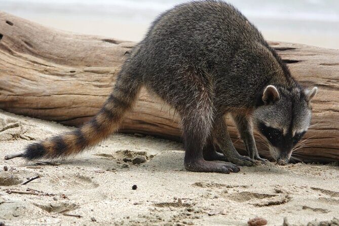 Cahuita National Park & Bribri chocolate & Waterfall visit. - Key Points