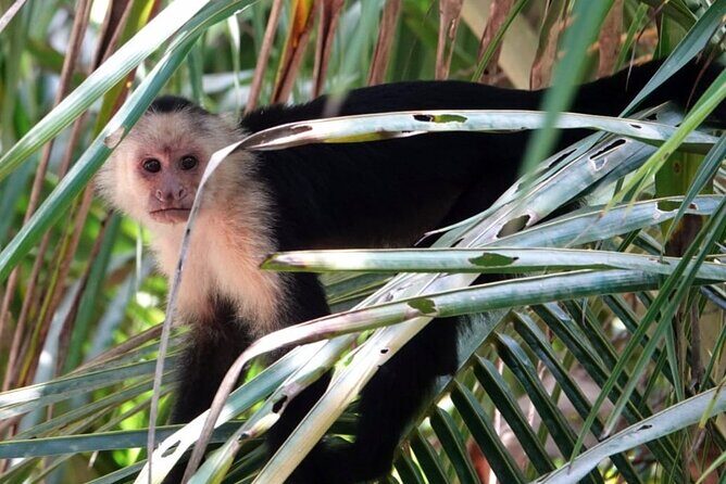 Cahuita National Park & Bribri chocolate & Waterfall visit. - Who Will Appreciate This Tour?
