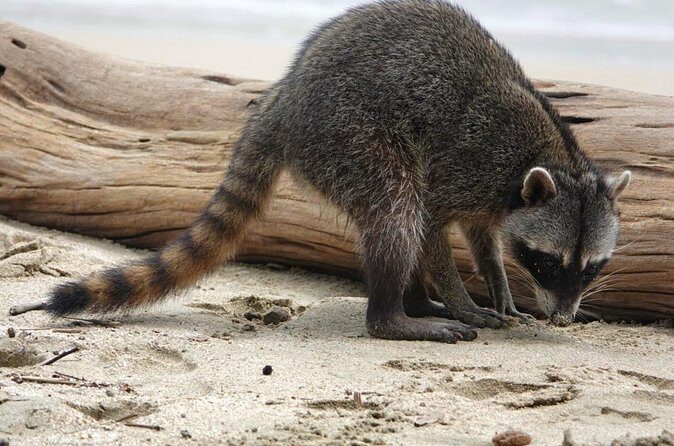 Cahuita National Park & Bribri chocolate & Waterfall visit. - FAQs