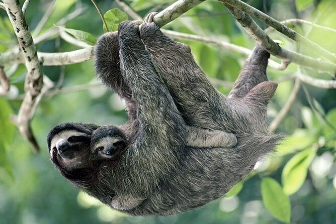 Cahuita National Park - Why Choose This Tour?