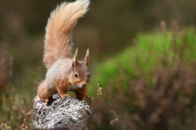 Cairngorms; Highest Mountains, Bonnie Lochs & Ancient Forests - In-Depth Look at the Cairngorms Private Tour