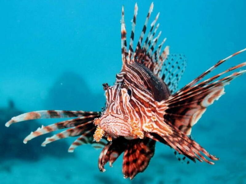 Cairns: 2-Day Great Barrier Reef Dive and Snorkel Boat Trip - Key Points