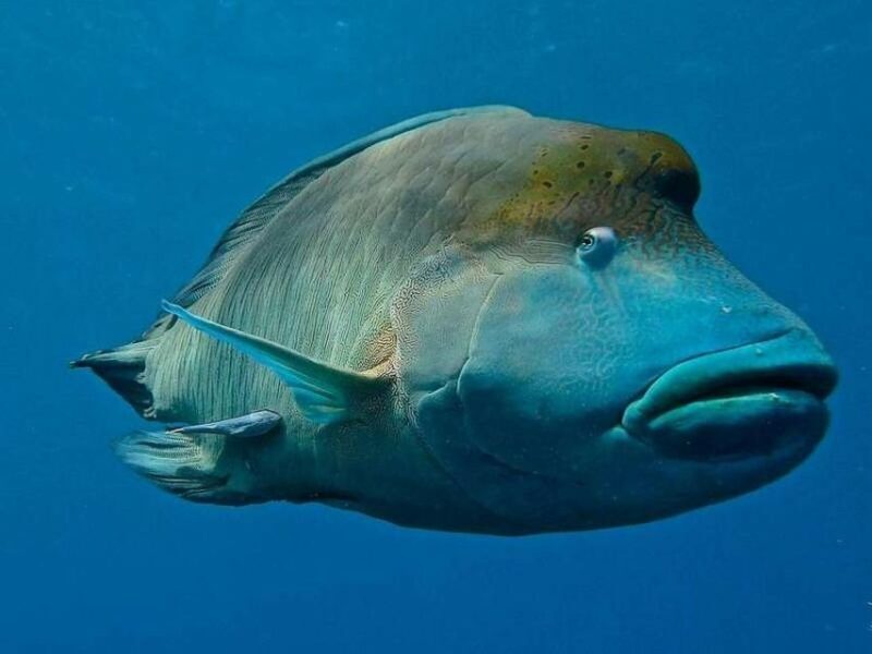 Cairns: 2-Day Great Barrier Reef Dive and Snorkel Boat Trip - Who Should Consider This Tour?