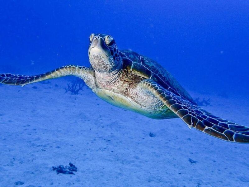 Cairns: 2-Day Great Barrier Reef Dive and Snorkel Boat Trip - The Sum Up
