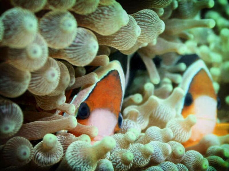 Cairns: 2-Day Great Barrier Reef Dive and Snorkel Boat Trip - Frequently Asked Questions