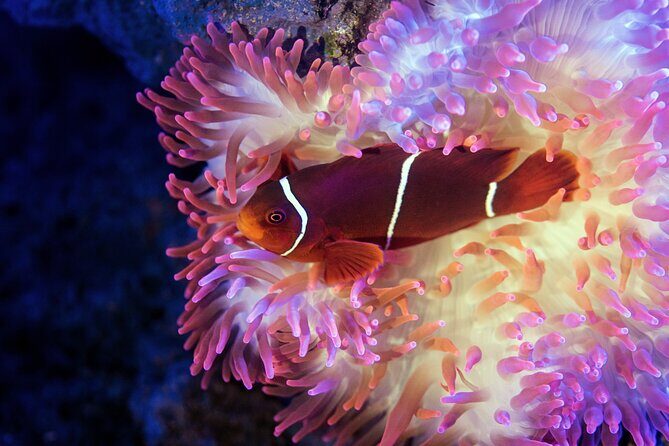 Cairns Aquarium by Twilight Tour - Detailed Review of Cairns Aquarium by Twilight Tour