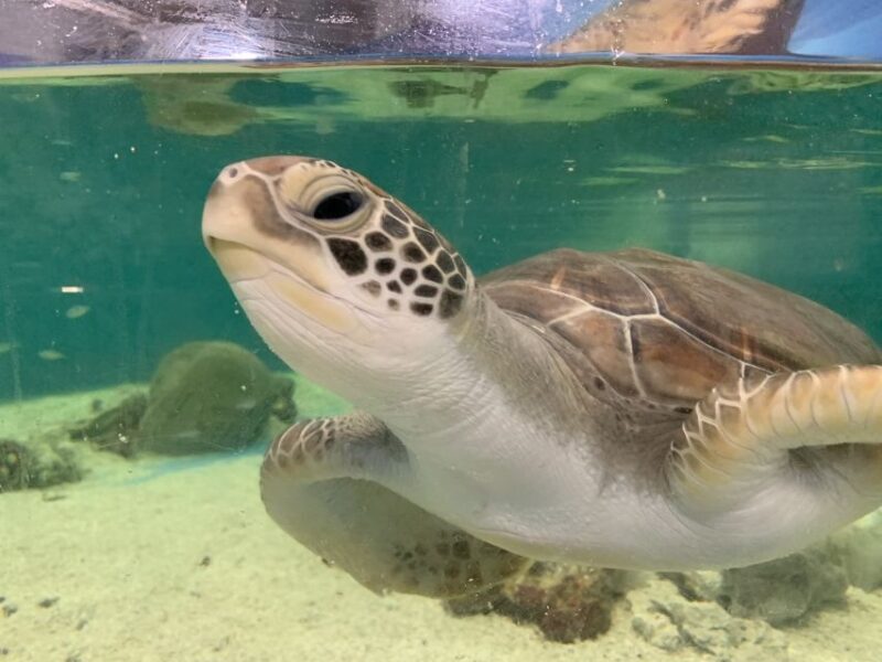 Cairns: Aquarium Entry Ticket and Turtle Rehabilitation Tour - A Deep Dive into the Experience