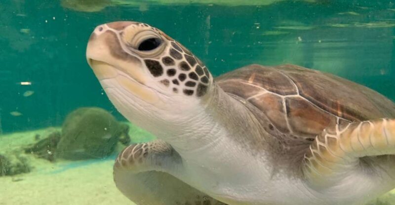 Cairns: Aquarium Entry Ticket and Turtle Rehabilitation Tour - Final Thoughts