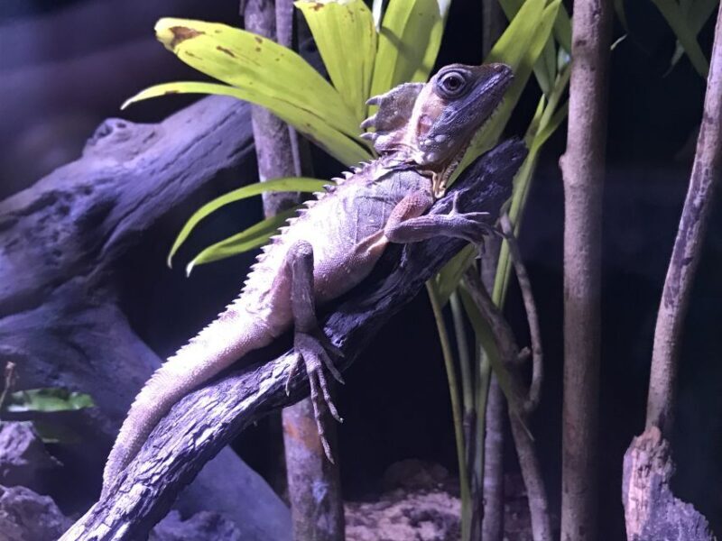 Cairns Aquarium General Admission Ticket - FAQ