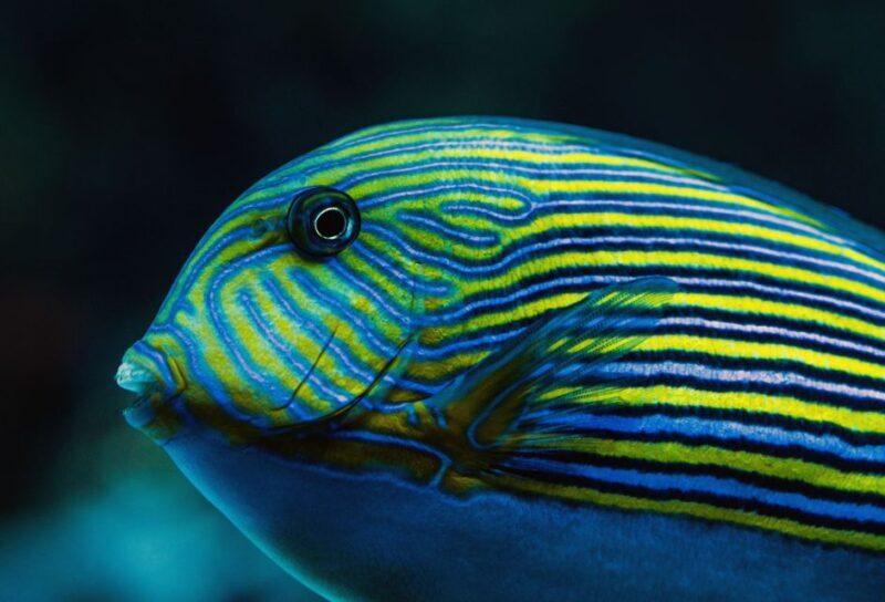 Cairns: Aquarium Guided Twilight Tour with 3-Course Dinner - Who Should Consider This Tour?