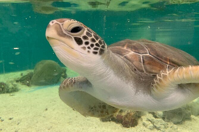 Cairns Aquarium Marine Life Encounter Ticket - Final Thoughts: Is It Worth It?