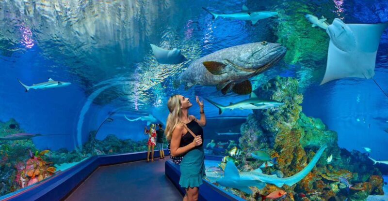 Cairns Aquarium Turtle Hospital and City Sightseeing Tour - Cairns Aquarium Turtle Hospital and City Sightseeing Tour