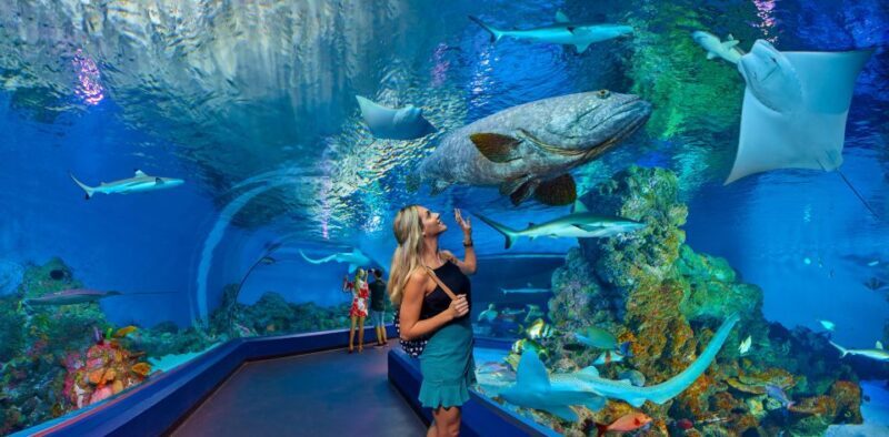 Cairns Aquarium Turtle Hospital and City Sightseeing Tour - Who Will Love This Tour?