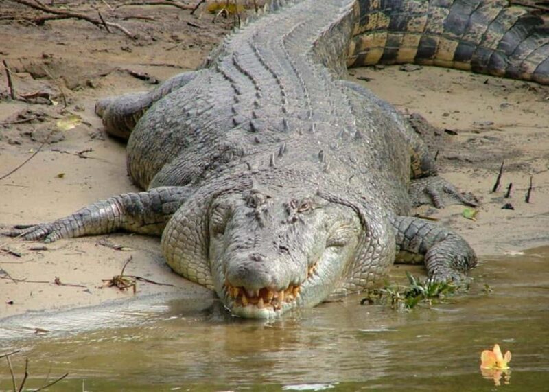 Cairns: Cape Tribulation, Beaches, Crocs & Swimming Day Tour - What to Expect on the Tour
