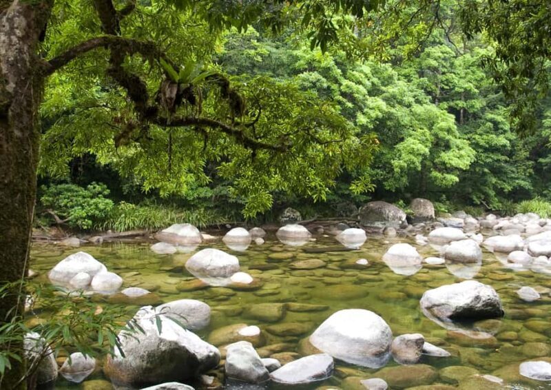 Cairns: Cape Tribulation, Daintree, Mossman and Port Douglas - Guides and Commentary