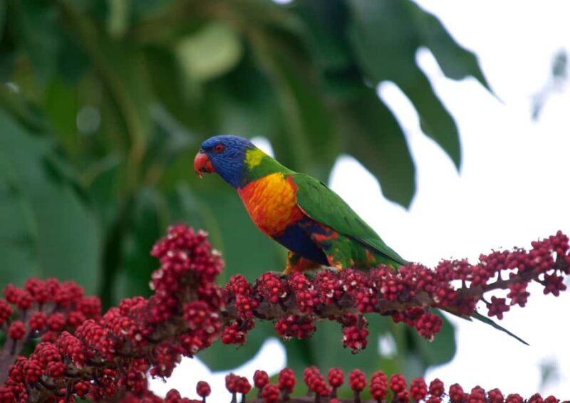 Cairns: Cape Tribulation, Daintree, Mossman and Port Douglas - What the Reviews Say