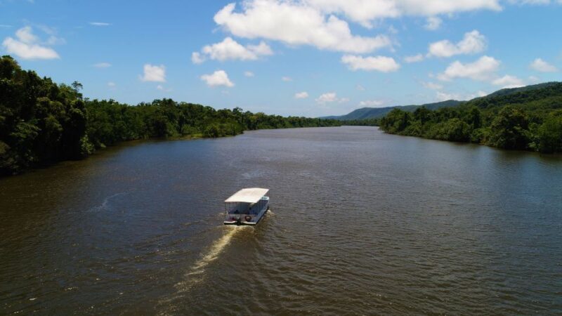 Cairns: Daintree Rainforest Wildlife Experience Cruise - A Detailed Look at the Daintree Rainforest Wildlife Cruise