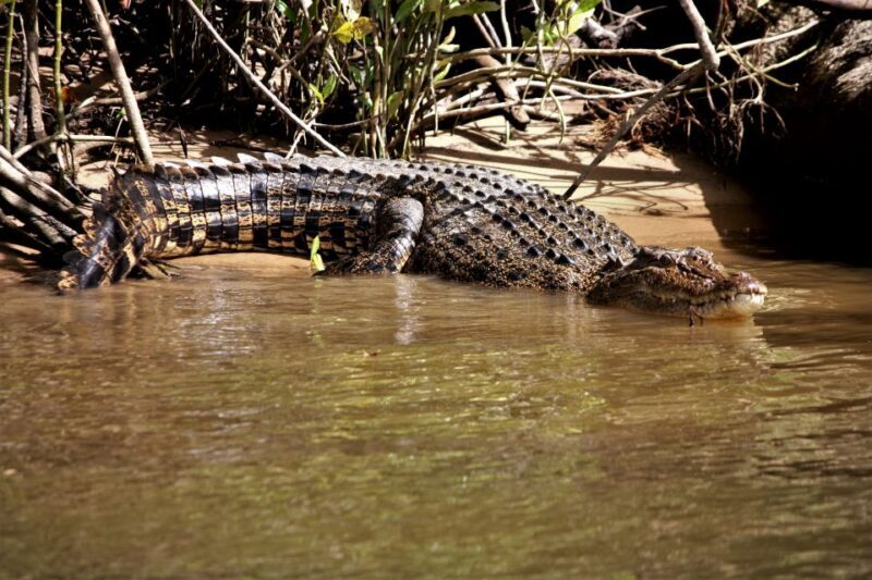 Cairns: Daintree Rainforest Wildlife Experience Cruise - The Sum Up: Who Should Consider This Tour?