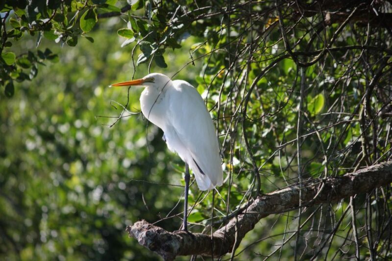 Cairns: Daintree Rainforest Wildlife Experience Cruise - FAQs