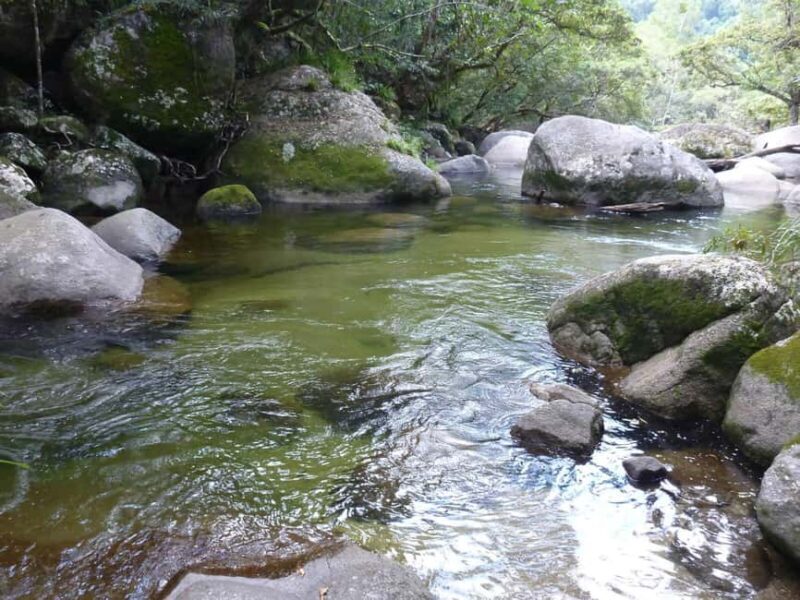 Cairns: Daintree River Cruise and Mossman Gorge - A Detailed Look at the Tour