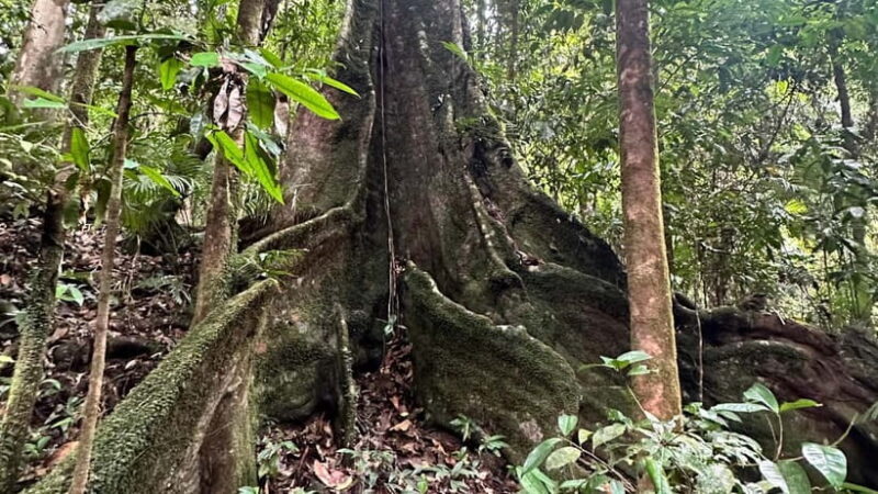 Cairns: Daintree River Cruise and Mossman Gorge - Value and Pricing