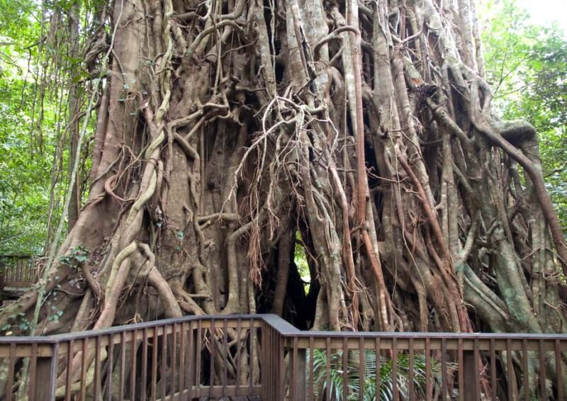 Cairns: Forest and Waterfalls Half-Day 4WD Guided Adventure - Final Thoughts: Who Will Love This Tour?