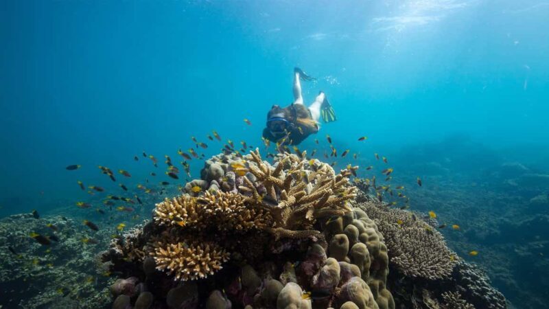 Cairns: Frankland Islands Great Barrier Reef Tour - The Open Water Cross: Quick and Comfortable
