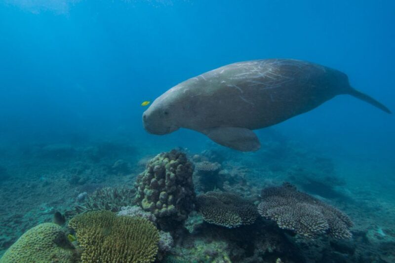 Cairns: Frankland Islands Great Barrier Reef Tour - Normanby Island: The Heart of Your Reef Adventure