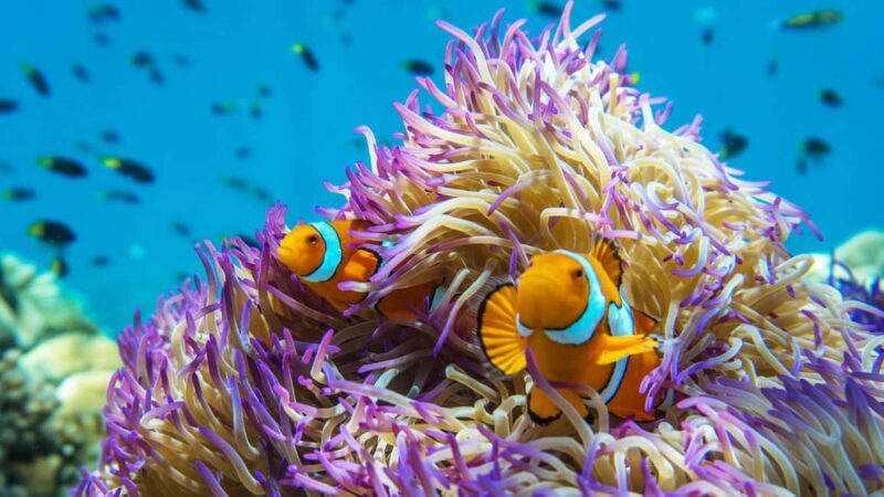 Cairns: Frankland Islands Great Barrier Reef Tour - Lunch and Refreshments: A Tropical Feast
