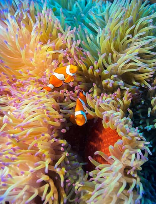 Cairns: Great Barrier Reef 3-Day Liveaboard Dive Trip - FAQ