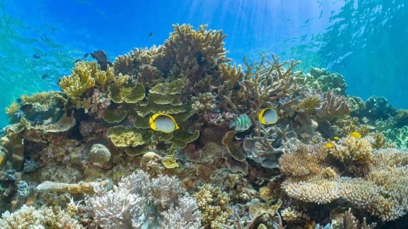 Cairns: Great Barrier Reef and Fitzroy Island Boat Tour - Key Points