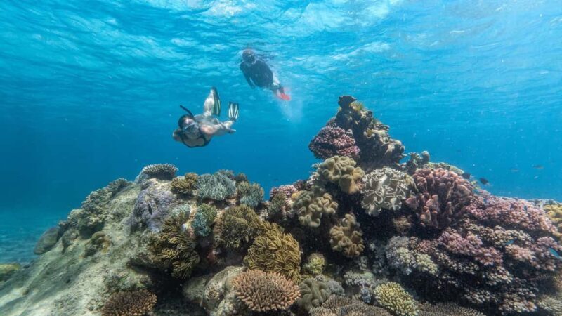 Cairns: Great Barrier Reef Full-Day Tour - Practical Tips for Your Reef Adventure