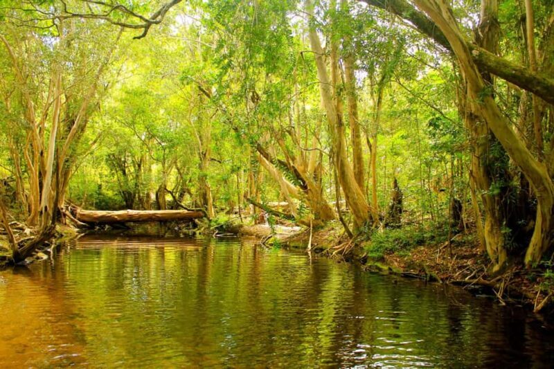 Cairns: Half-Day 4WD Rainforest & Waterfall Tour - What We Think Is Valuable About This Tour