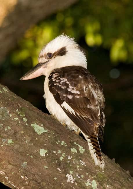 Cairns: Half-Day 4WD Rainforest & Waterfall Tour - Frequently Asked Questions