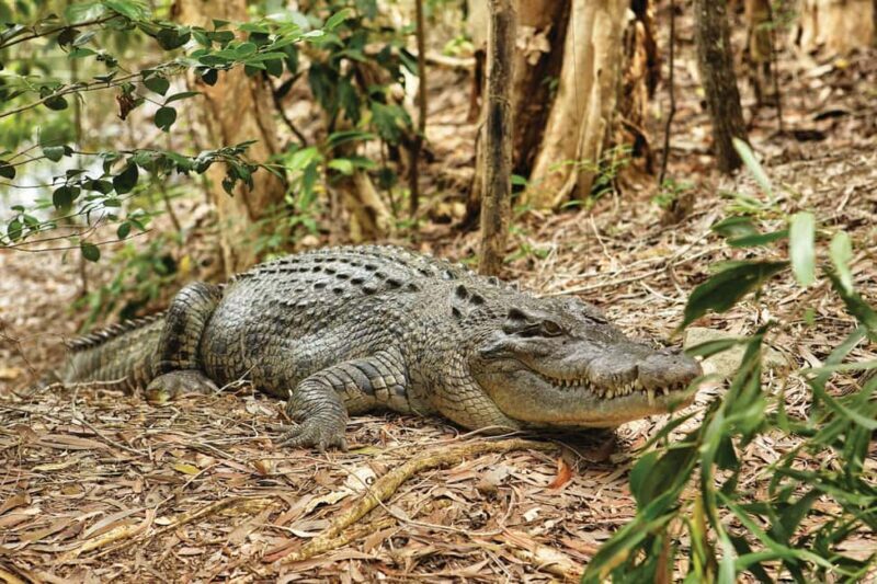 Cairns: Hartley's Crocodile Adventures Visit with Transfer - The Real Experience: What Travelers Say