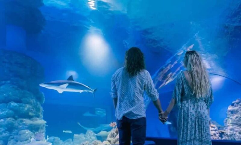 Cairns: Hot Air Balloon Flight & Cairns Aquarium Entry - A Closer Look at the Experience