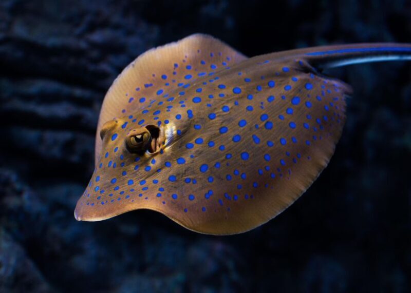Cairns: Night at the Aquarium Guided Tour - Frequently Asked Questions