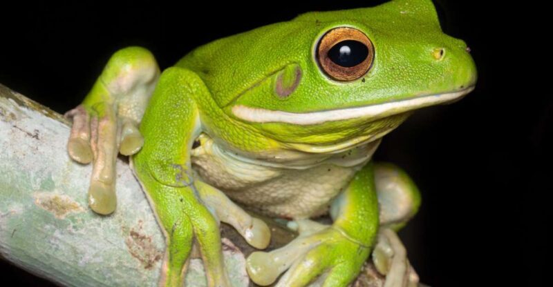 Cairns: Night Walk in Cairns Botanic Gardens - Cairns: Night Walk in Cairns Botanic Gardens — An Authentic Jungle Adventure