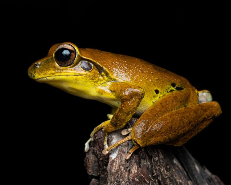 Cairns: Night Walk in Cairns Botanic Gardens - Frequently Asked Questions
