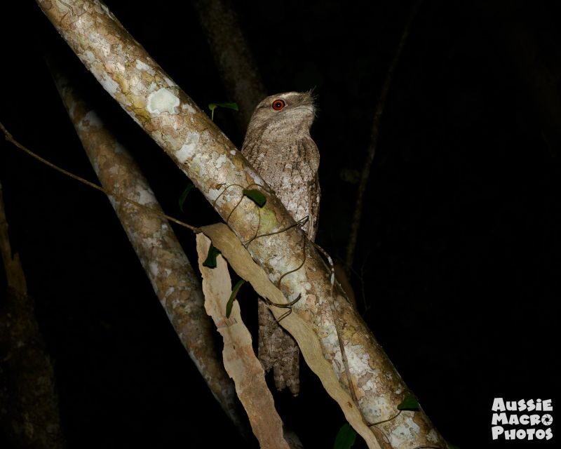 Cairns: Night Walk in Cairns Botanic Gardens - Final Words
