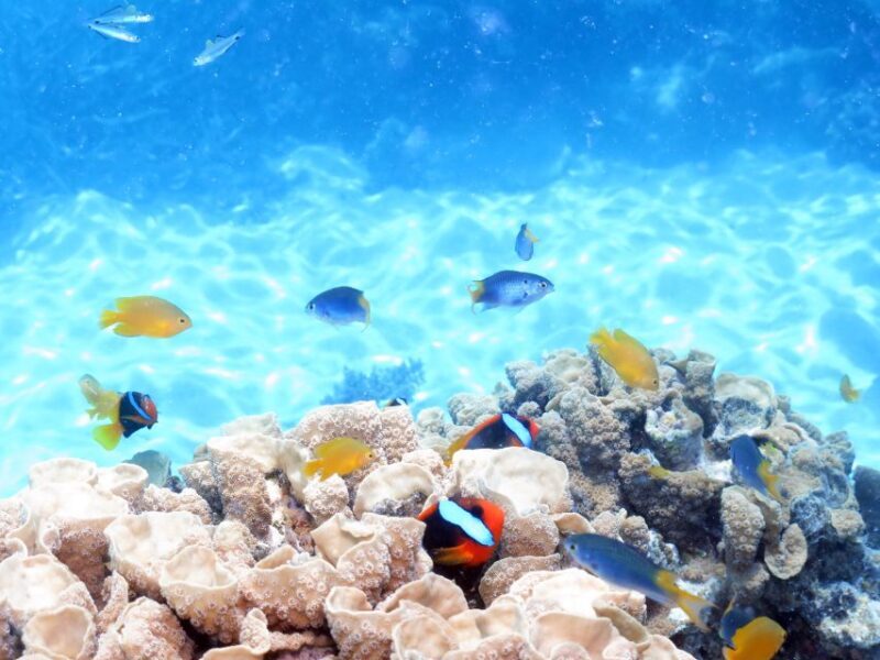 Cairns: Ocean Spirit Great Barrier Reef Full Day Tour - Practical Details and Tips